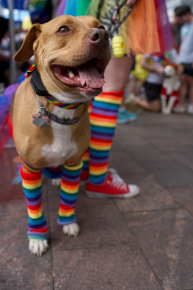 pawswithpride1